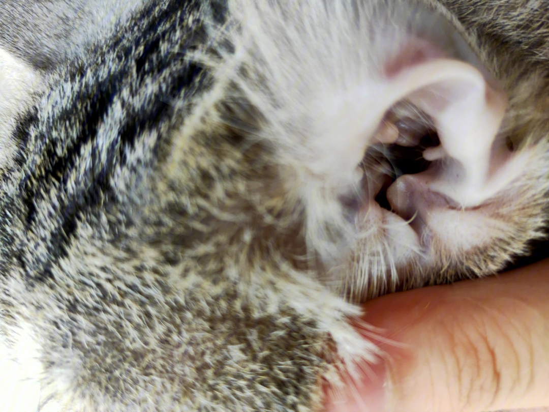 养猫的小仙女们能帮我辨别一下这个是耳螨还是耳屎啊,我是个有养猫