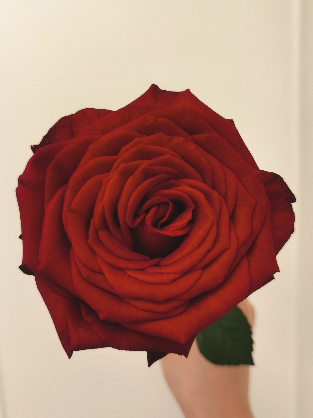 纳欧米玫瑰图片