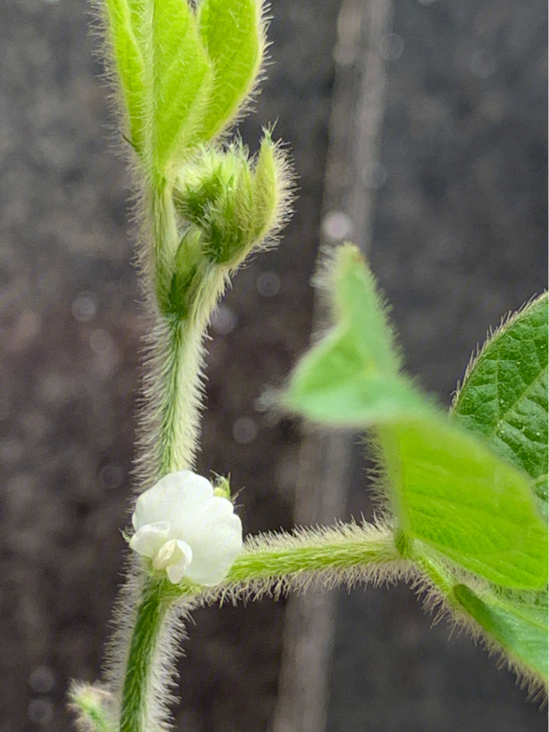 绿豆开花结果图图片