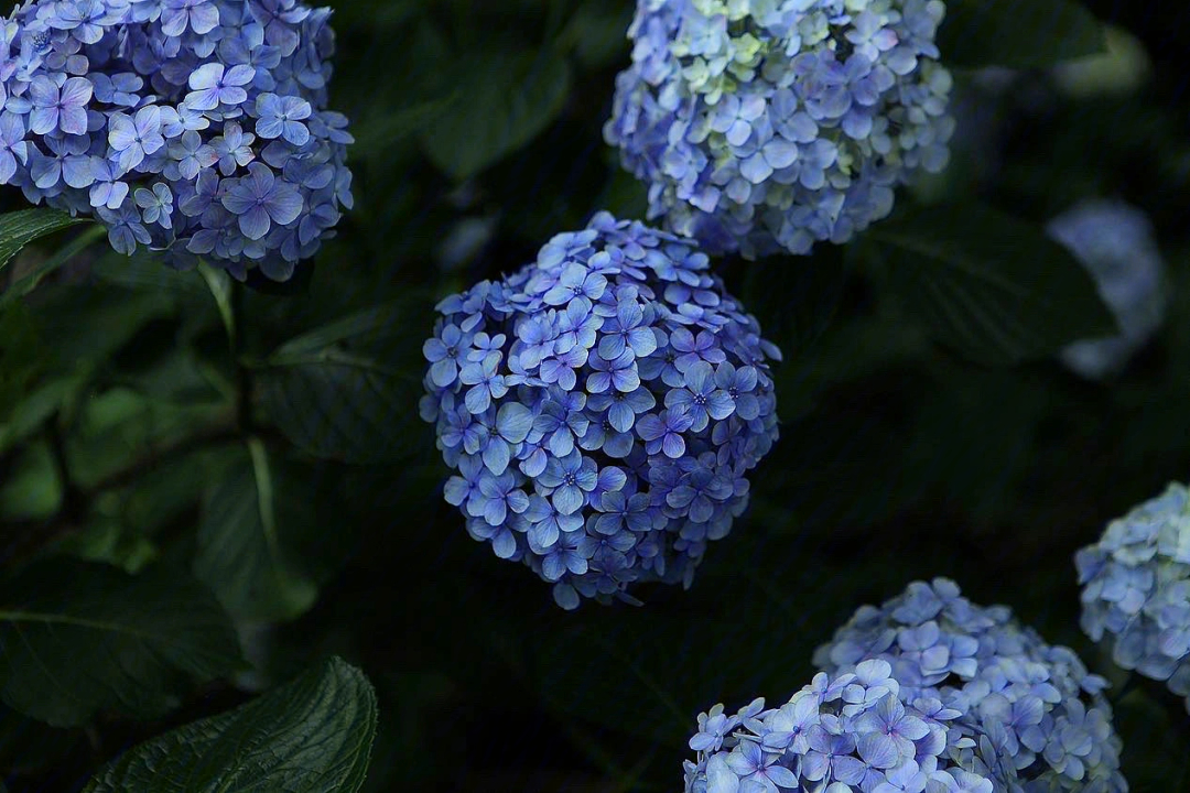 紫阳花の散ル倾图片