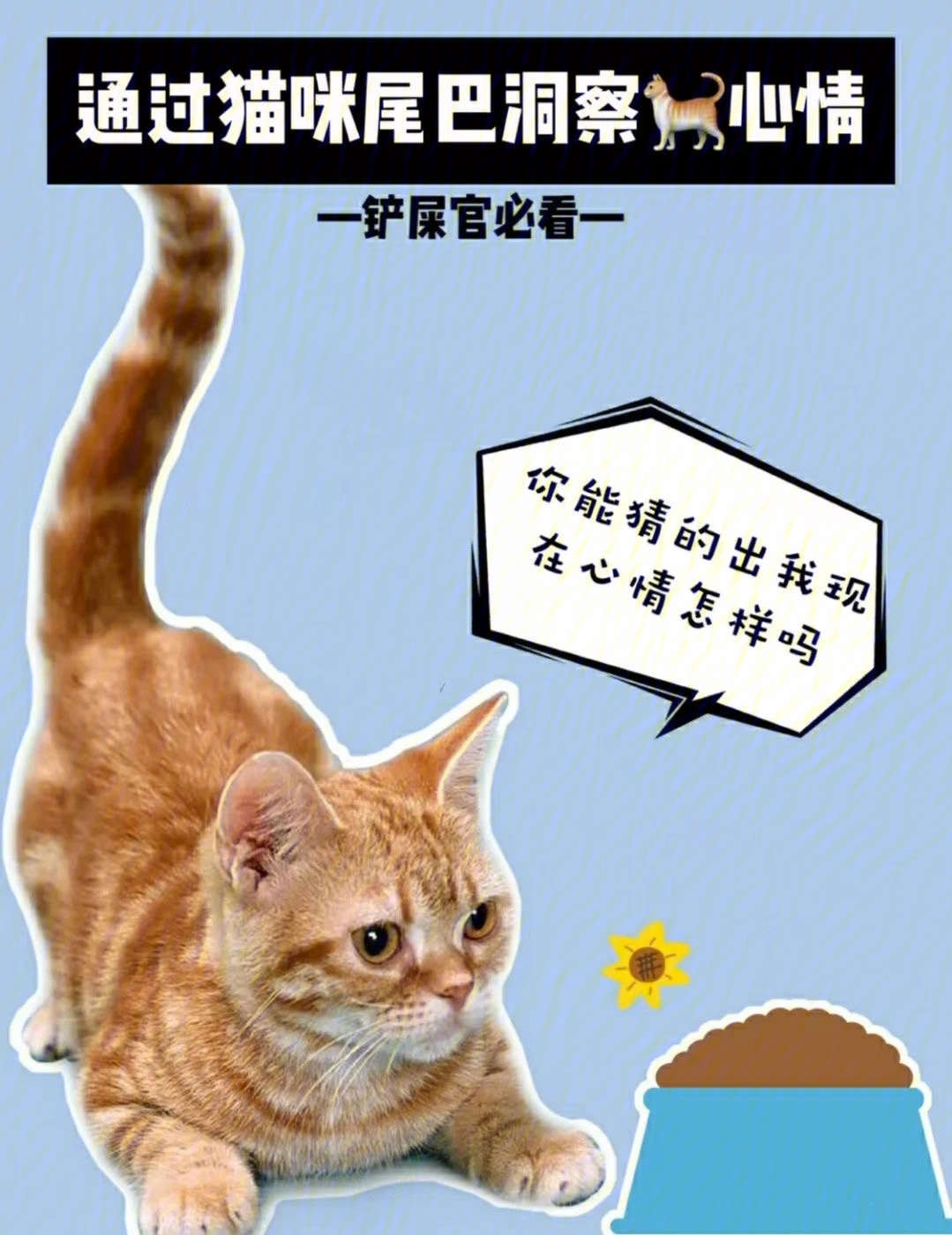 猫咪摇尾巴的含义