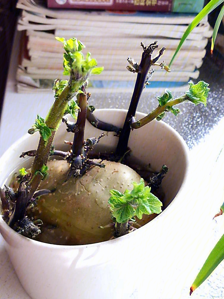 以后土豆吃不完发芽了,可以水育起来也是不错的观赏小盆栽