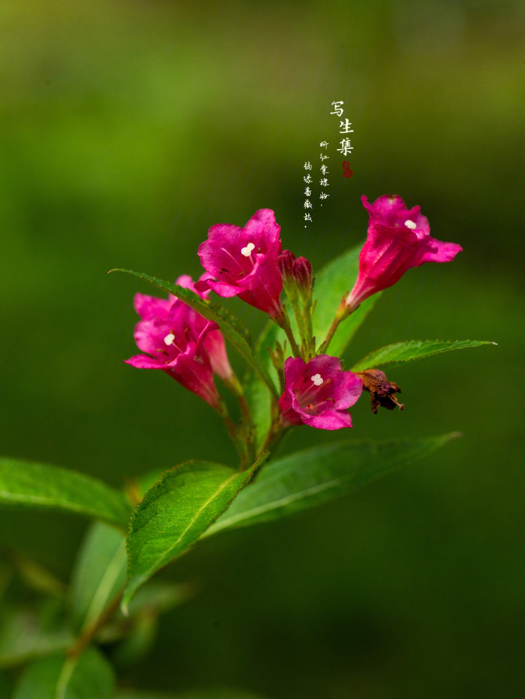 锦带花