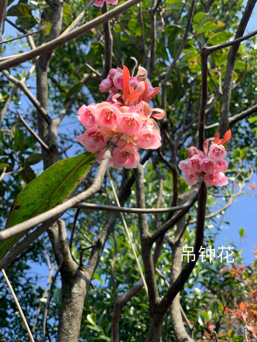 梧桐山百年古道绝美吊钟花