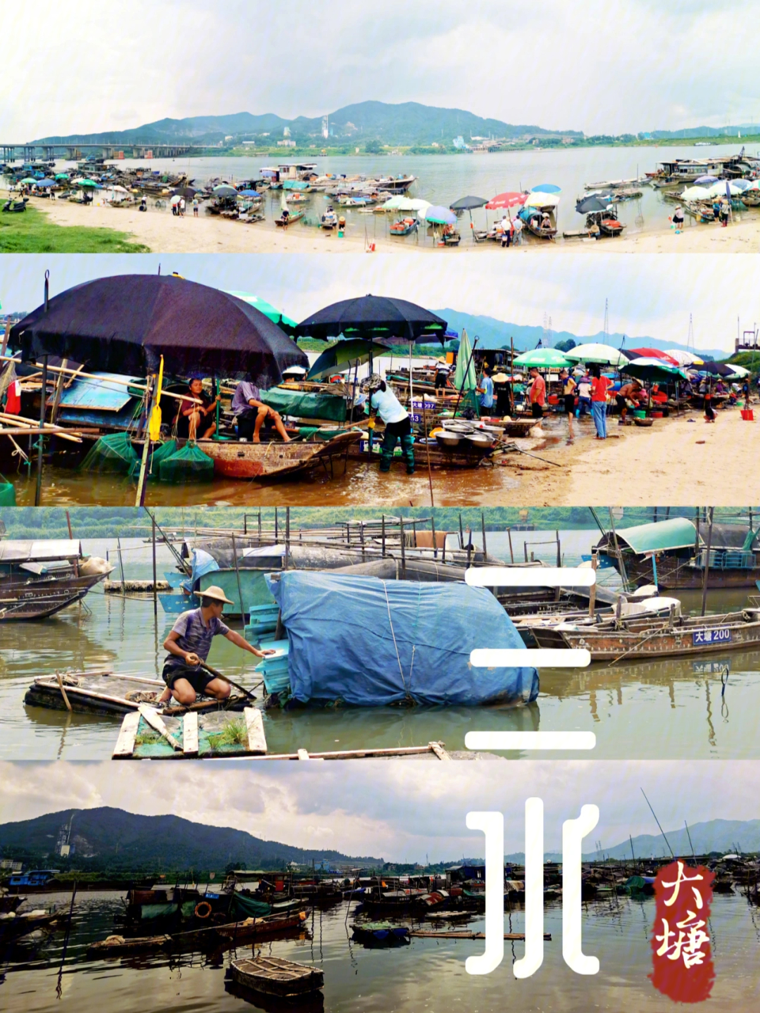 【三水】大塘首探疍家渔民河鲜市场