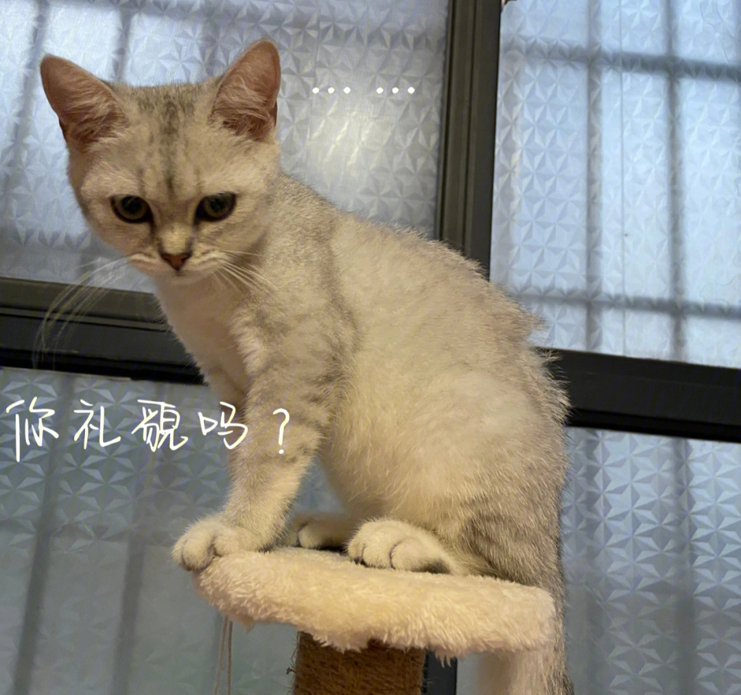 晶晶崽会喜欢小姨给他做的表情包们吧#猫咪#晶晶是个喵#养猫经验