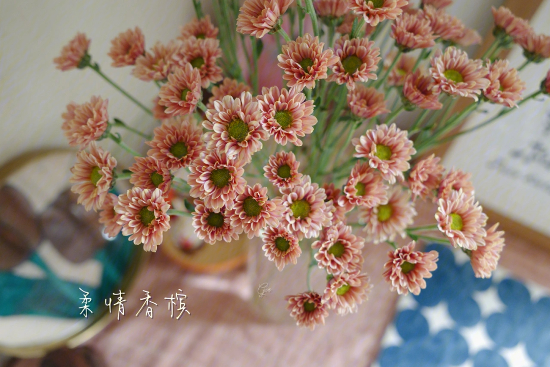 柔情香槟小菊