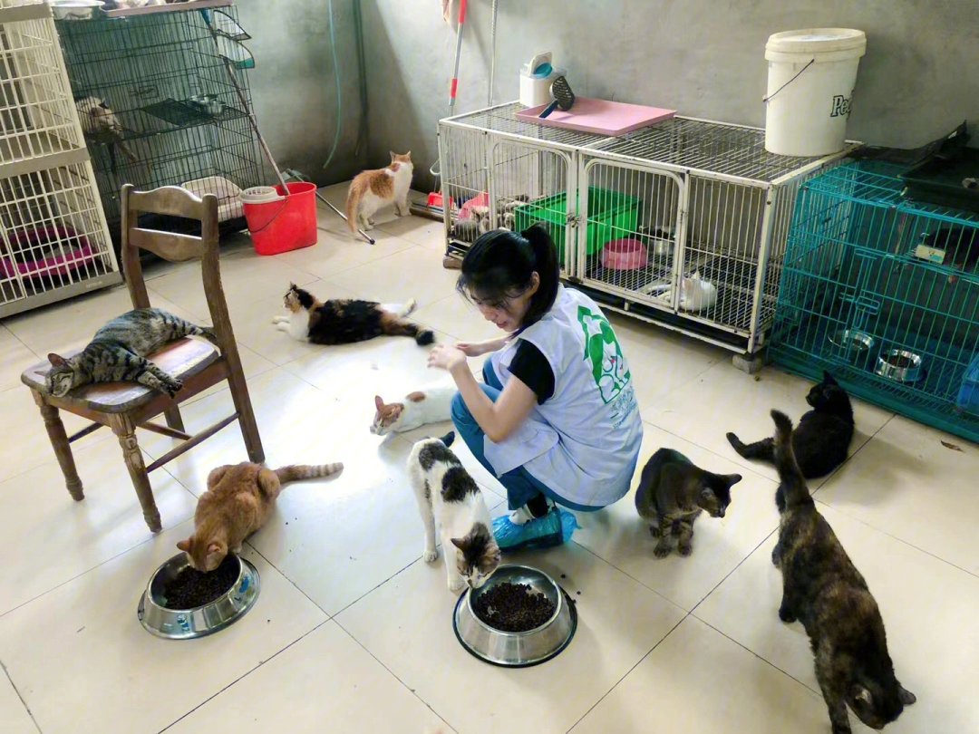 北京流浪猫狗救助站图片