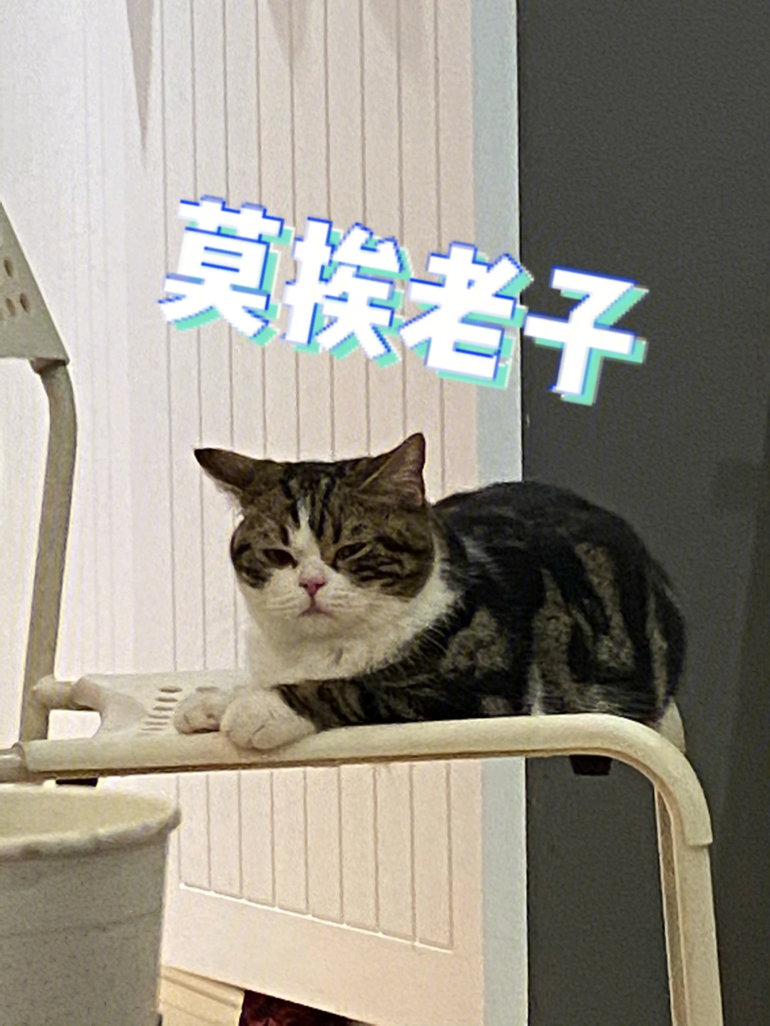 莫挨老子熊猫表情包图片