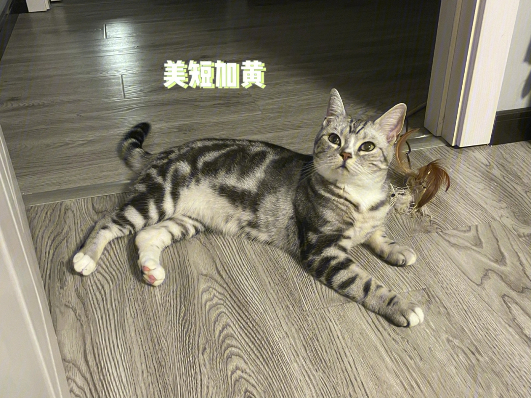 黄白美短猫图片