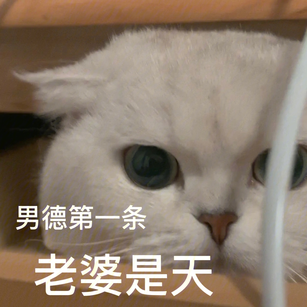 小猫咪表情包之哄老婆篇