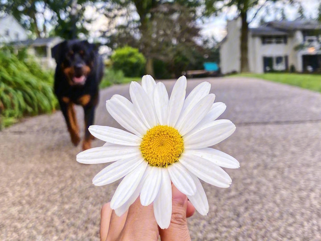 您好小邹菊