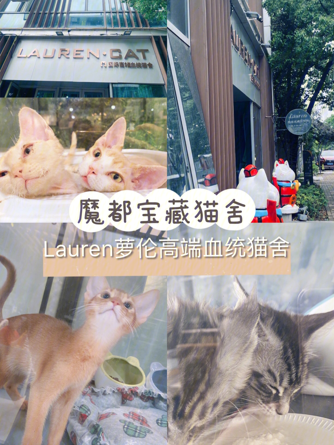 魔都宝藏猫舍lauren萝伦高端血统猫舍