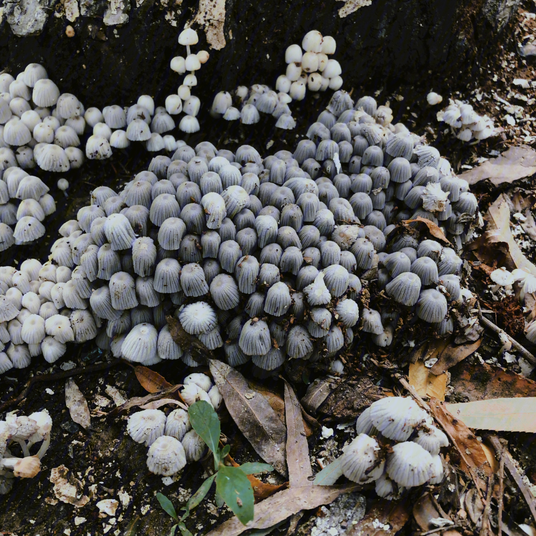 雨季枯木上生长的毒蘑菇
