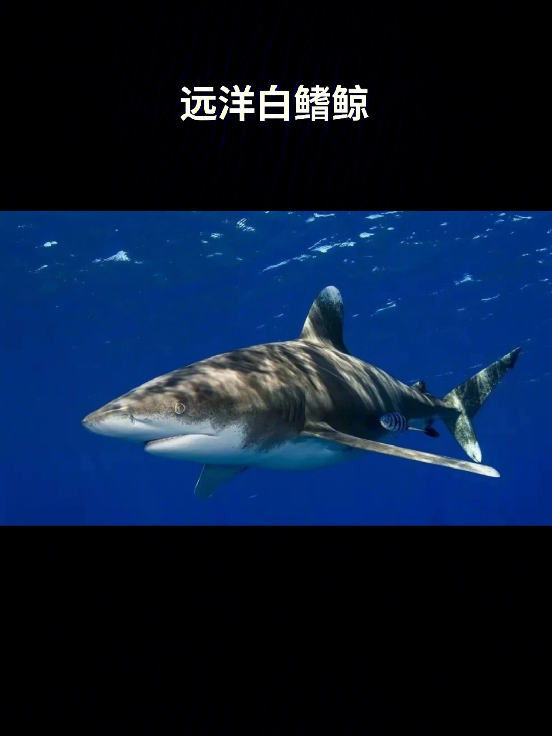 白印霞鲨图片