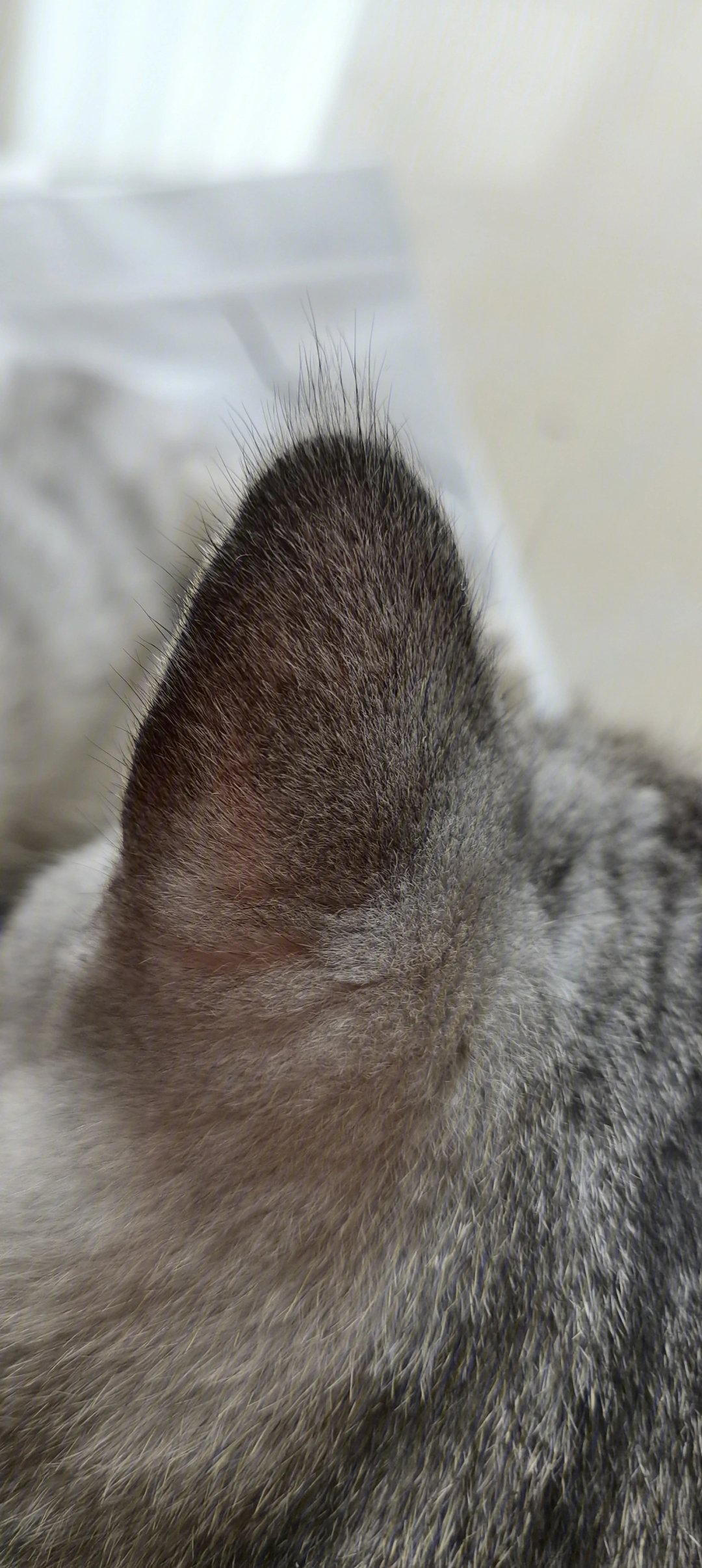 小猫咪耳朵尖尖上的呆毛