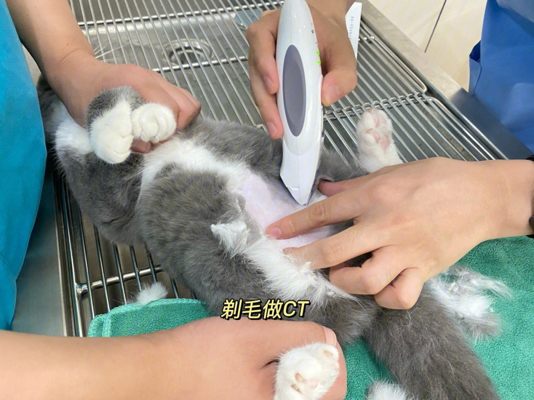 莫名被确诊猫传腹