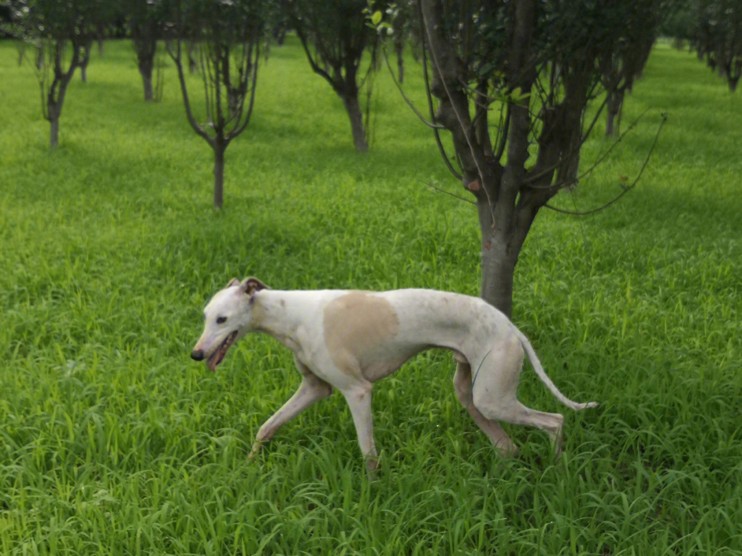 格力犬性格图片