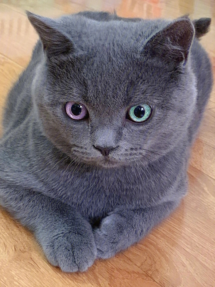 拥有一只异瞳蓝猫是什么体验你们有见过其他颜色眼睛的蓝猫吗,还是