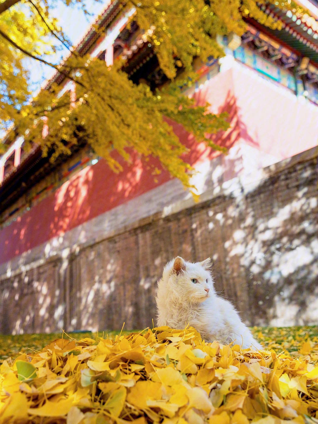 故宫狮子猫小龙女图片