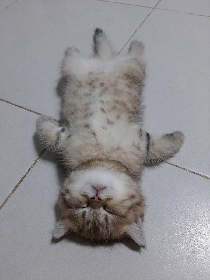 小猫咪睡觉姿势图片