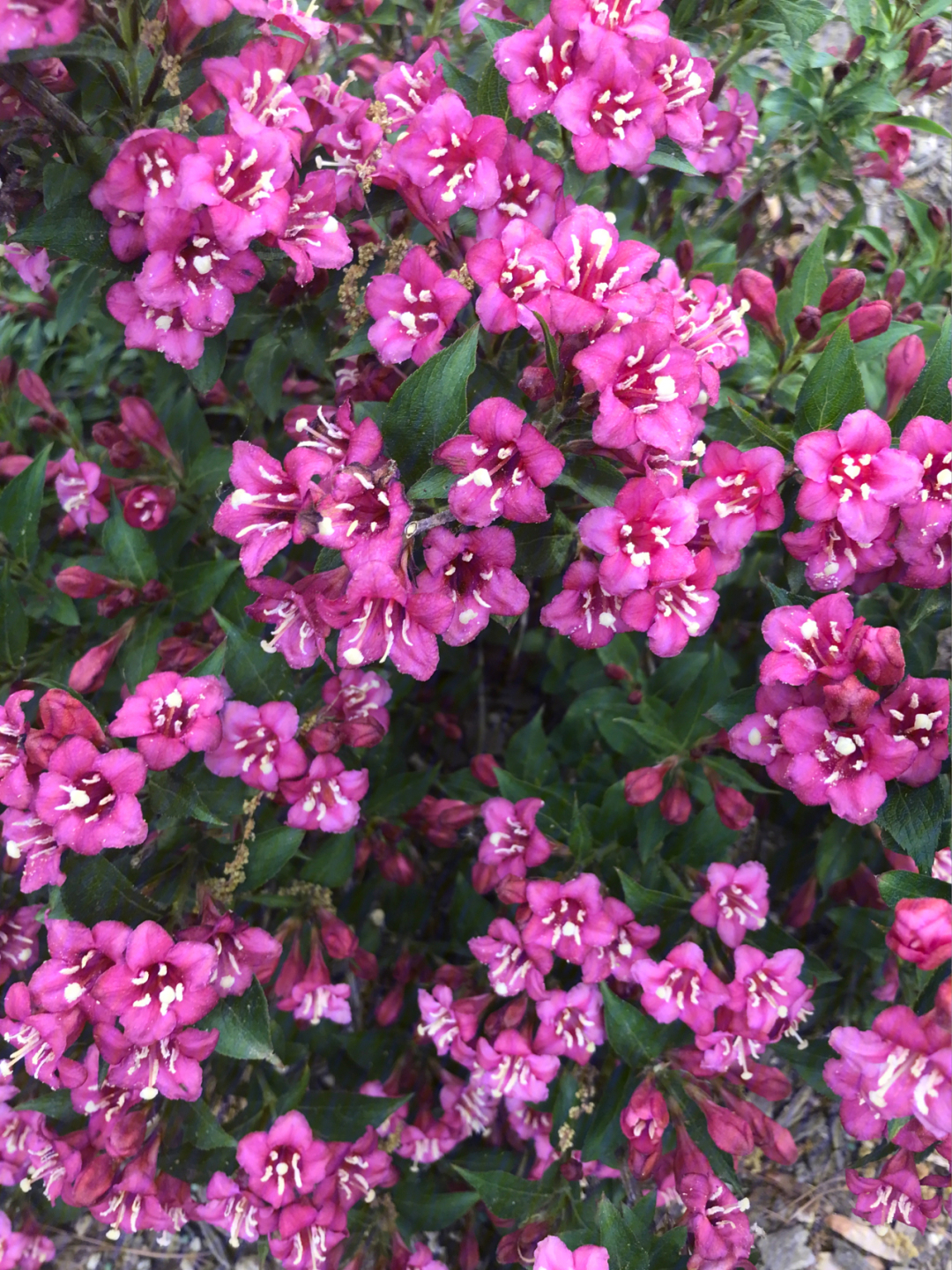 好看哒之锦带花weigela