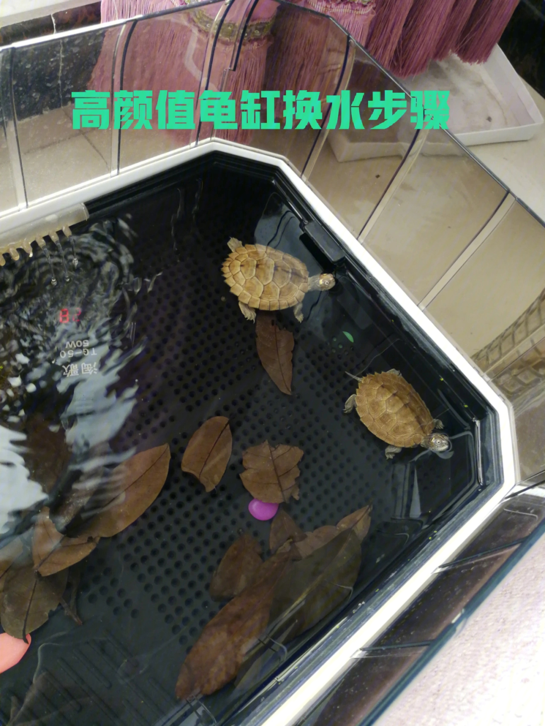 龟缸换水过程