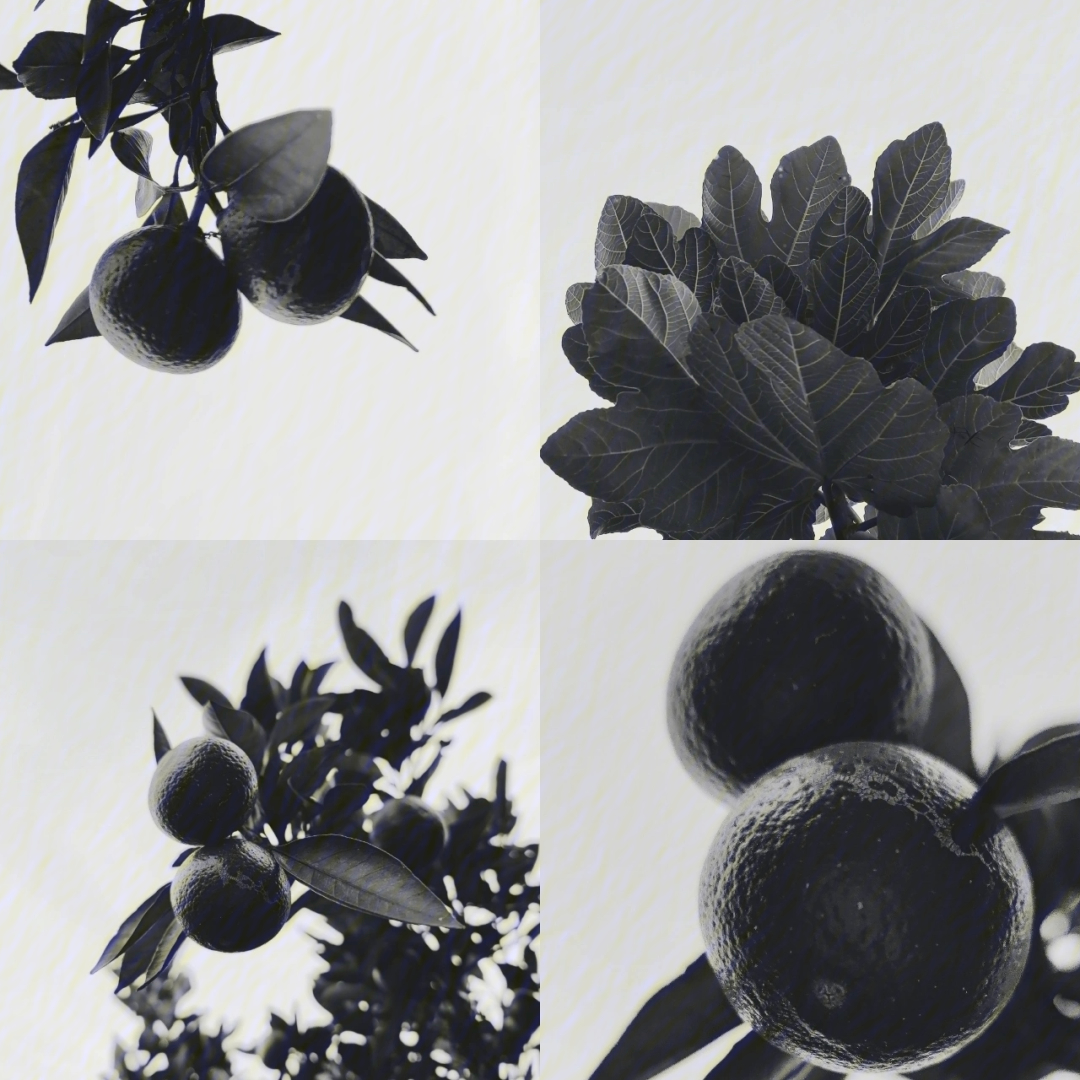 静物摄影桔子树和无花果叶