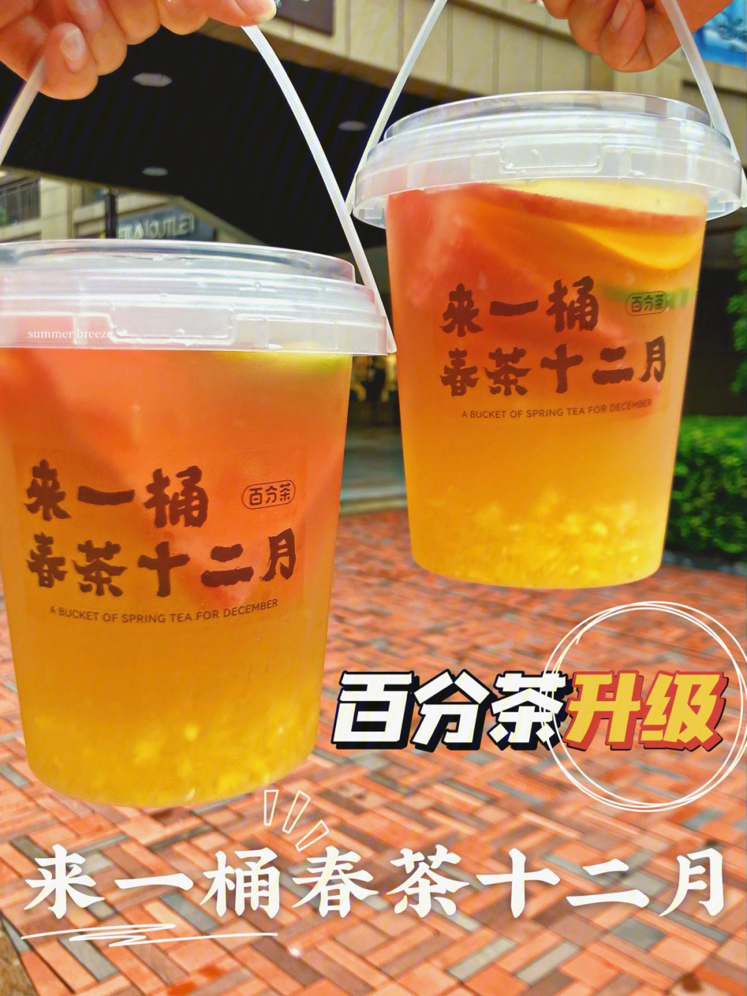 苏州探店百分茶全新升级来一桶春茶十二月
