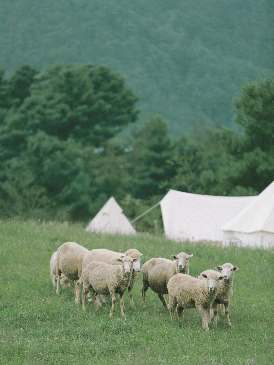 周边露营与牛马羊亲密接触打卡的营地