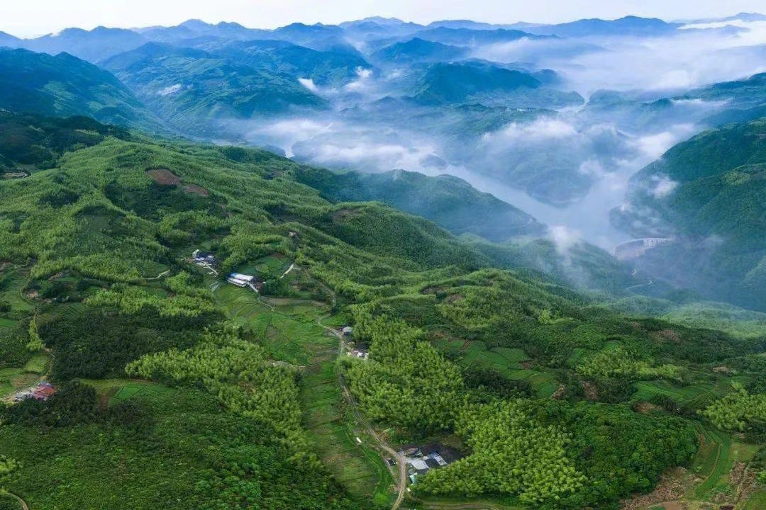 磻溪大洋山福鼎白茶最好的山场之一