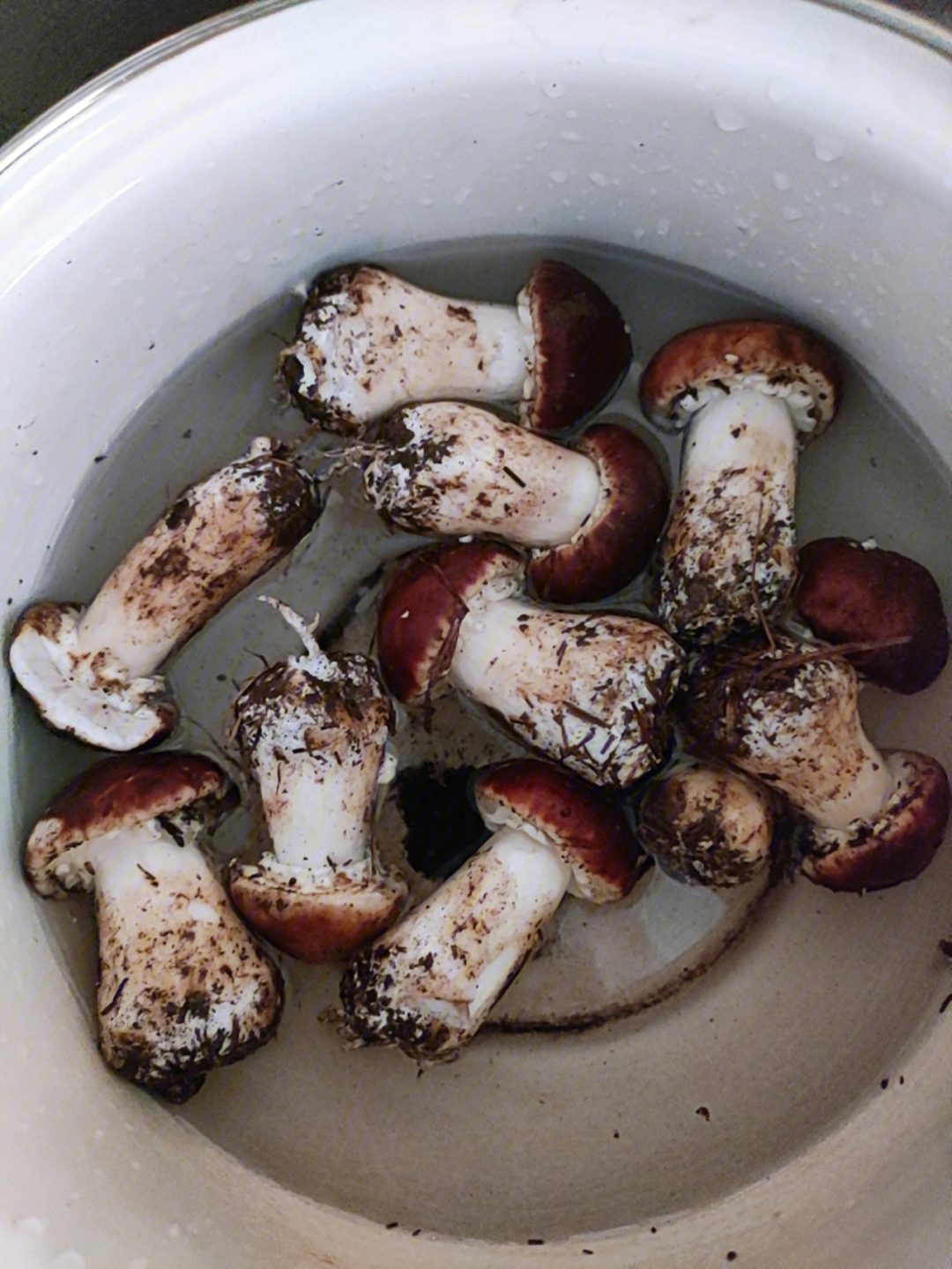 赤松茸学名大头盖菇吃法简单