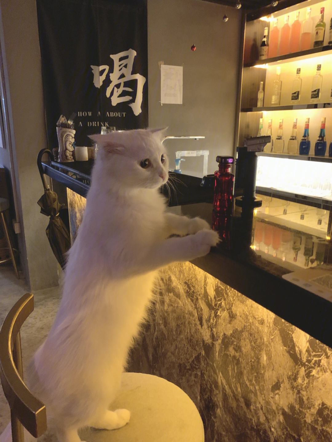 保定猫族酒吧图片