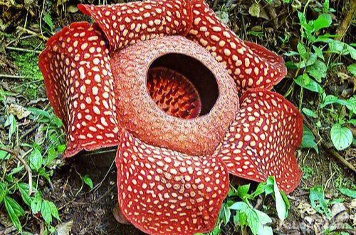 大王花世界上最大的花