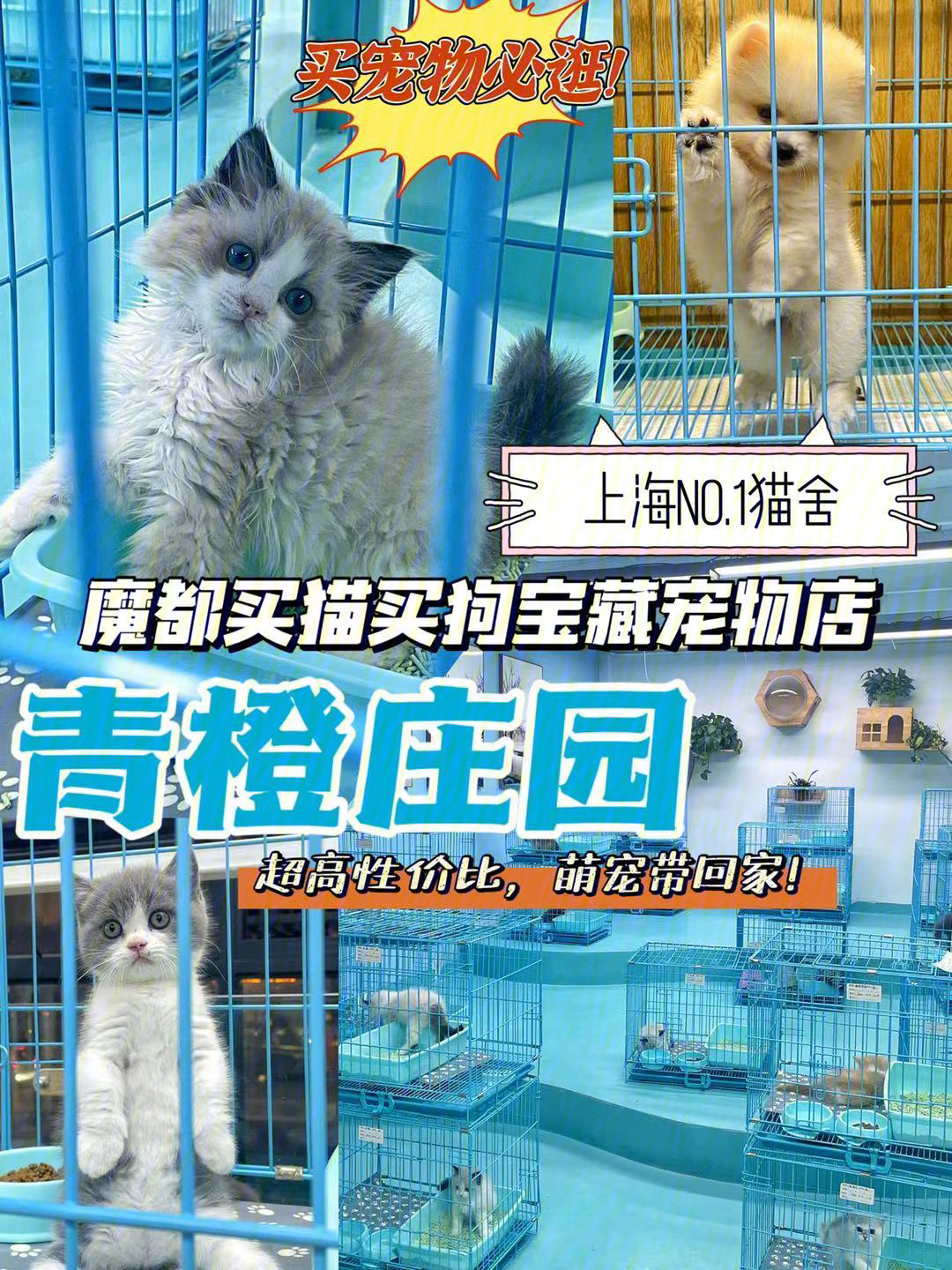 上海最大no1猫舍买猫买狗宝藏宠物店