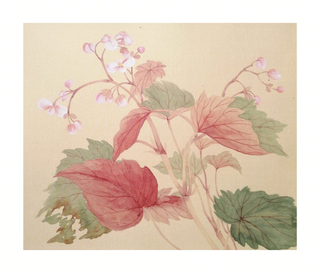 秋海棠花手绘图片