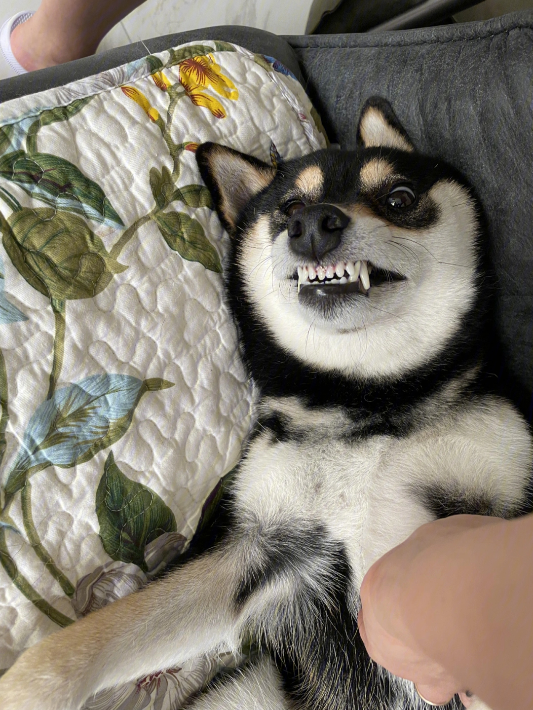 柴犬呲牙笑图片
