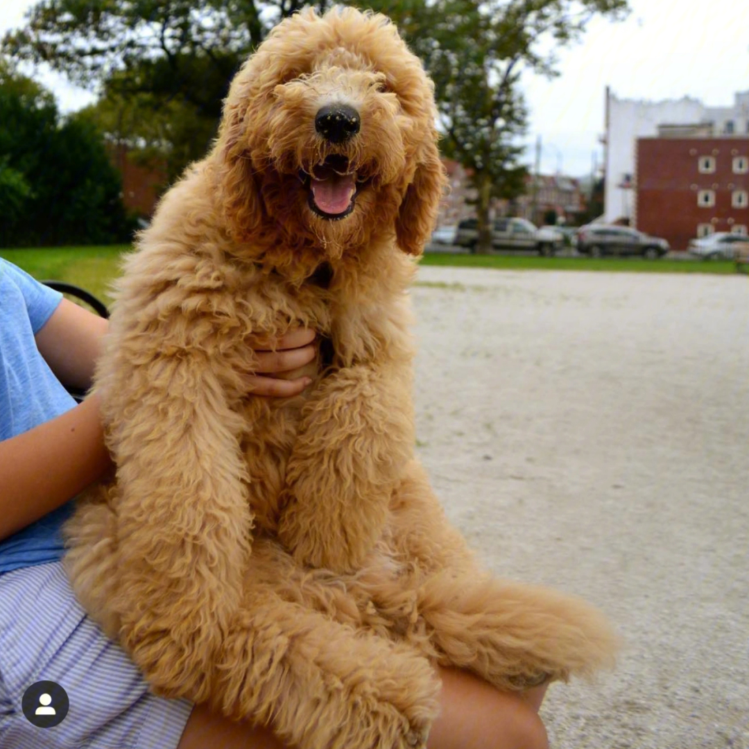 美国金贵犬图片