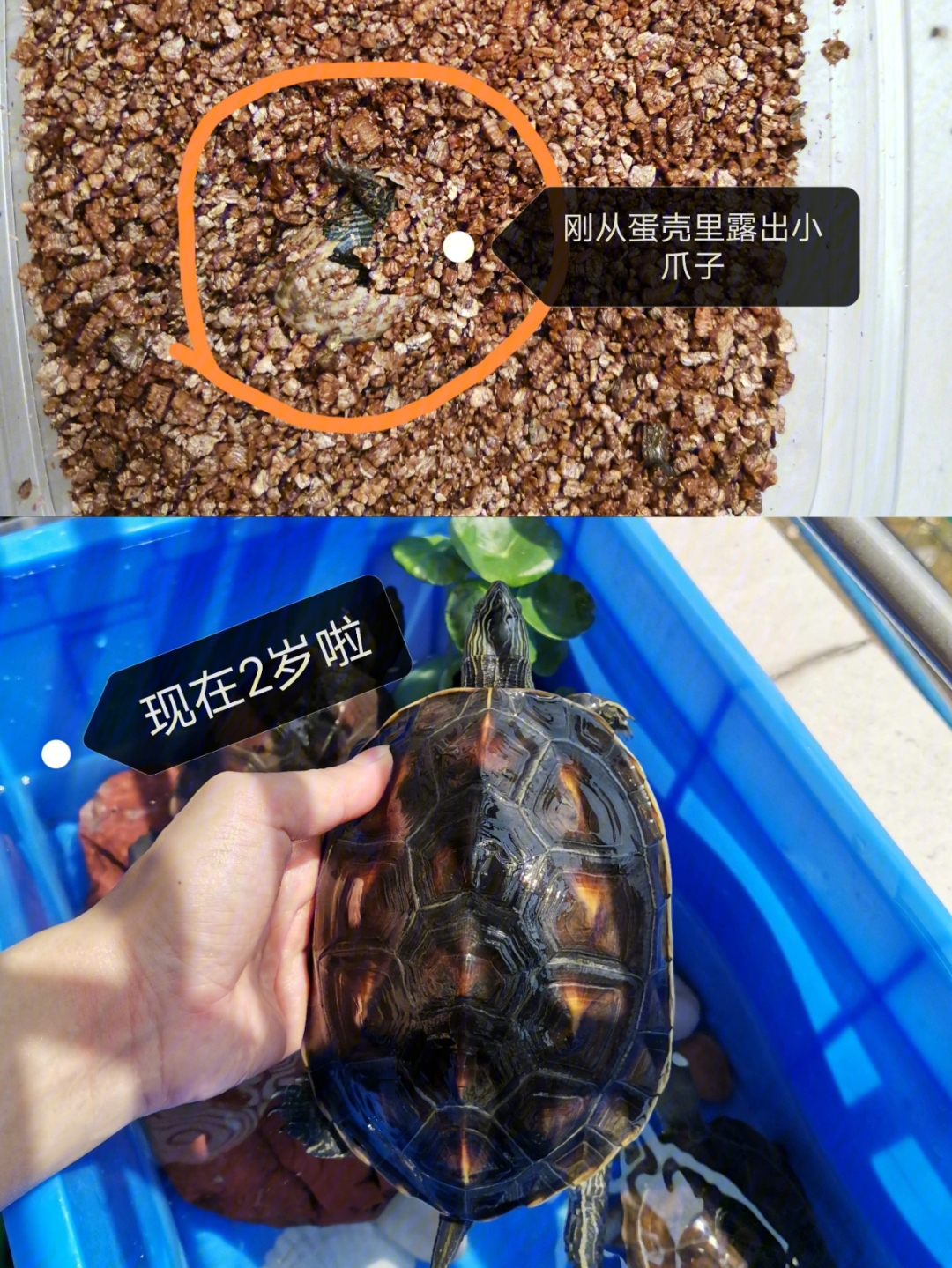乌龟生长过程图解图片