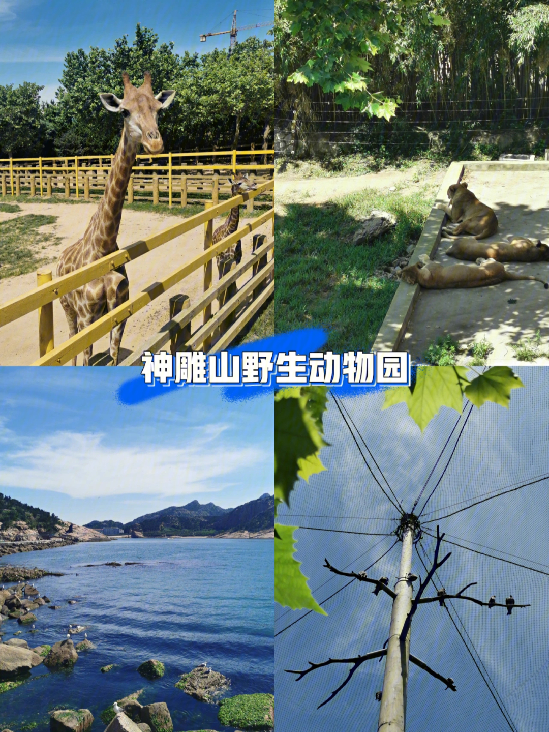 第4天路线:西霞口神雕山野生动物园7915荣成青鱼滩公路7915那