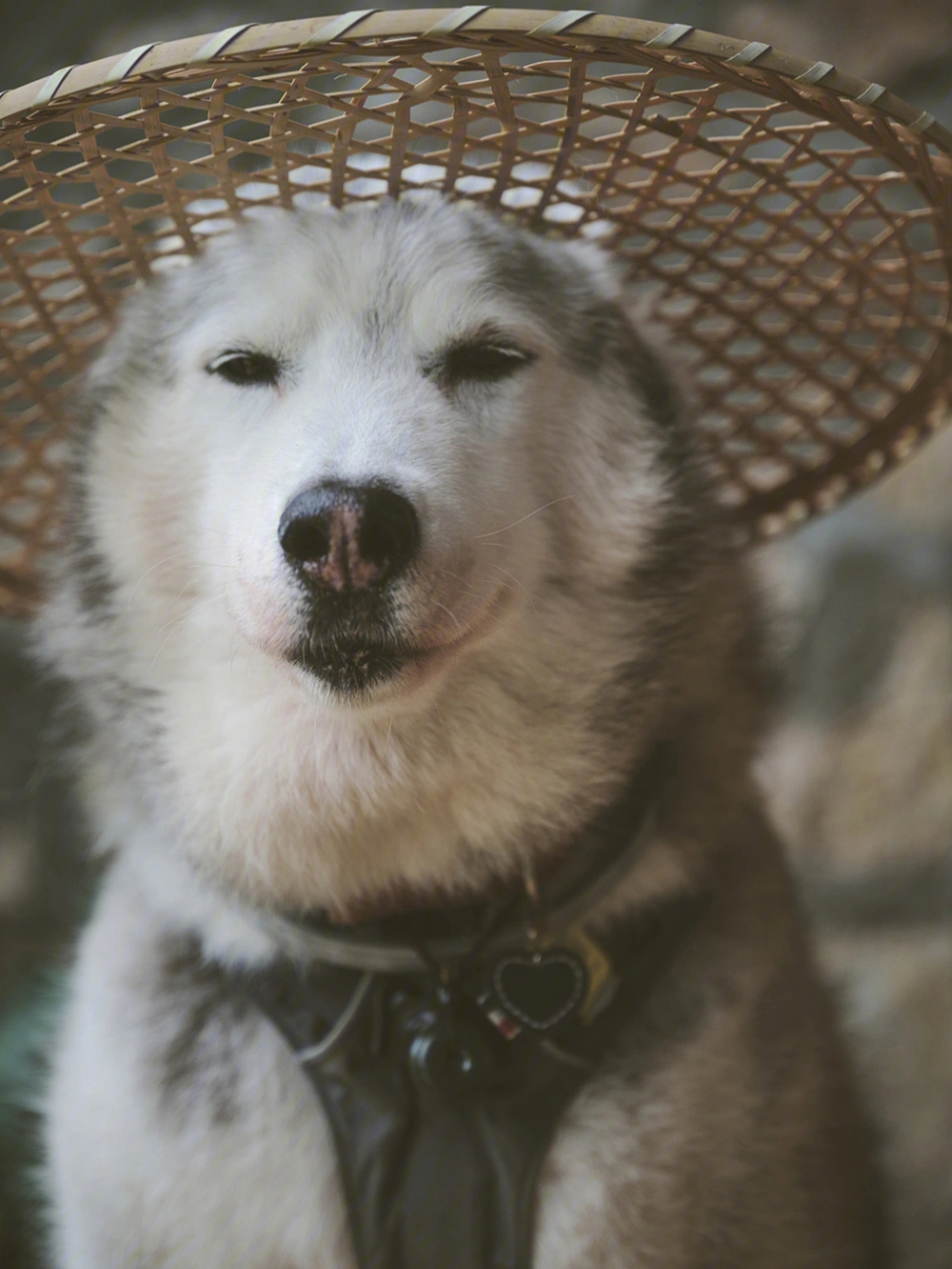 剑客狗子图片图片