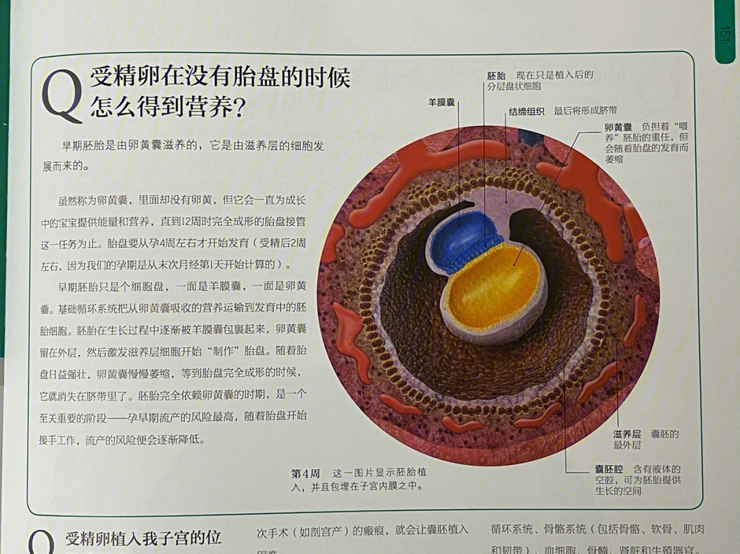 正常孕囊和卵黄囊图图片