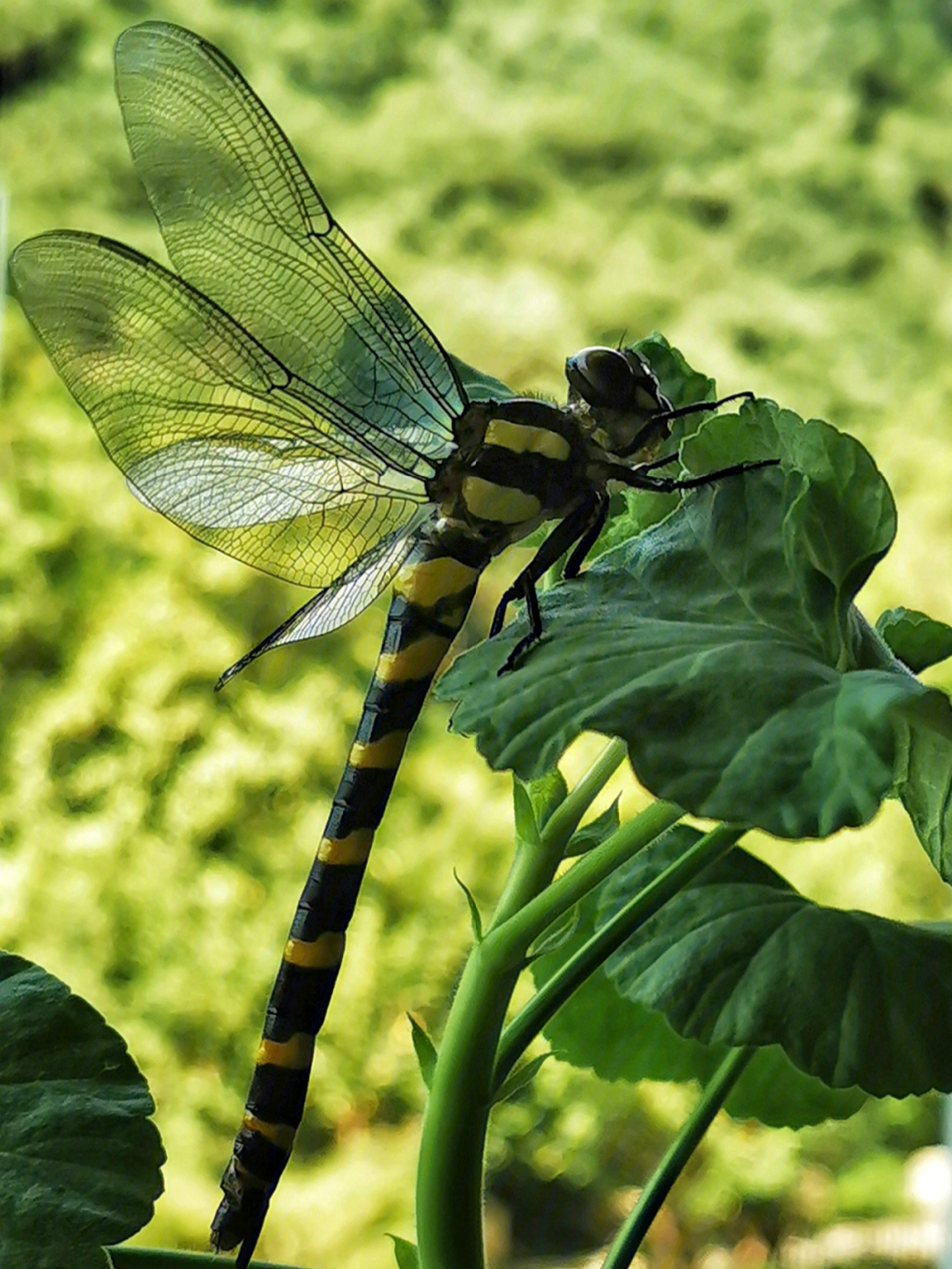 世界上最大的蜻蜓图片