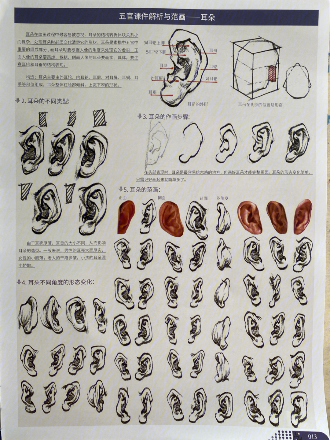 耳朵背面怎么画图片