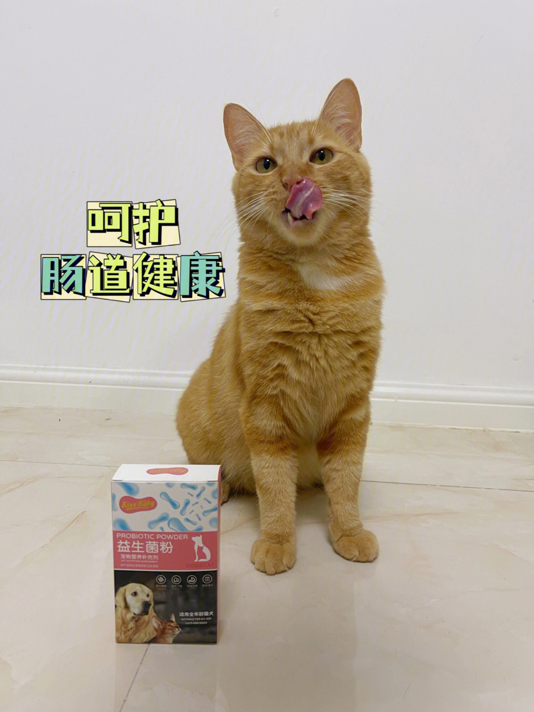 猫小肠大肠图解图片