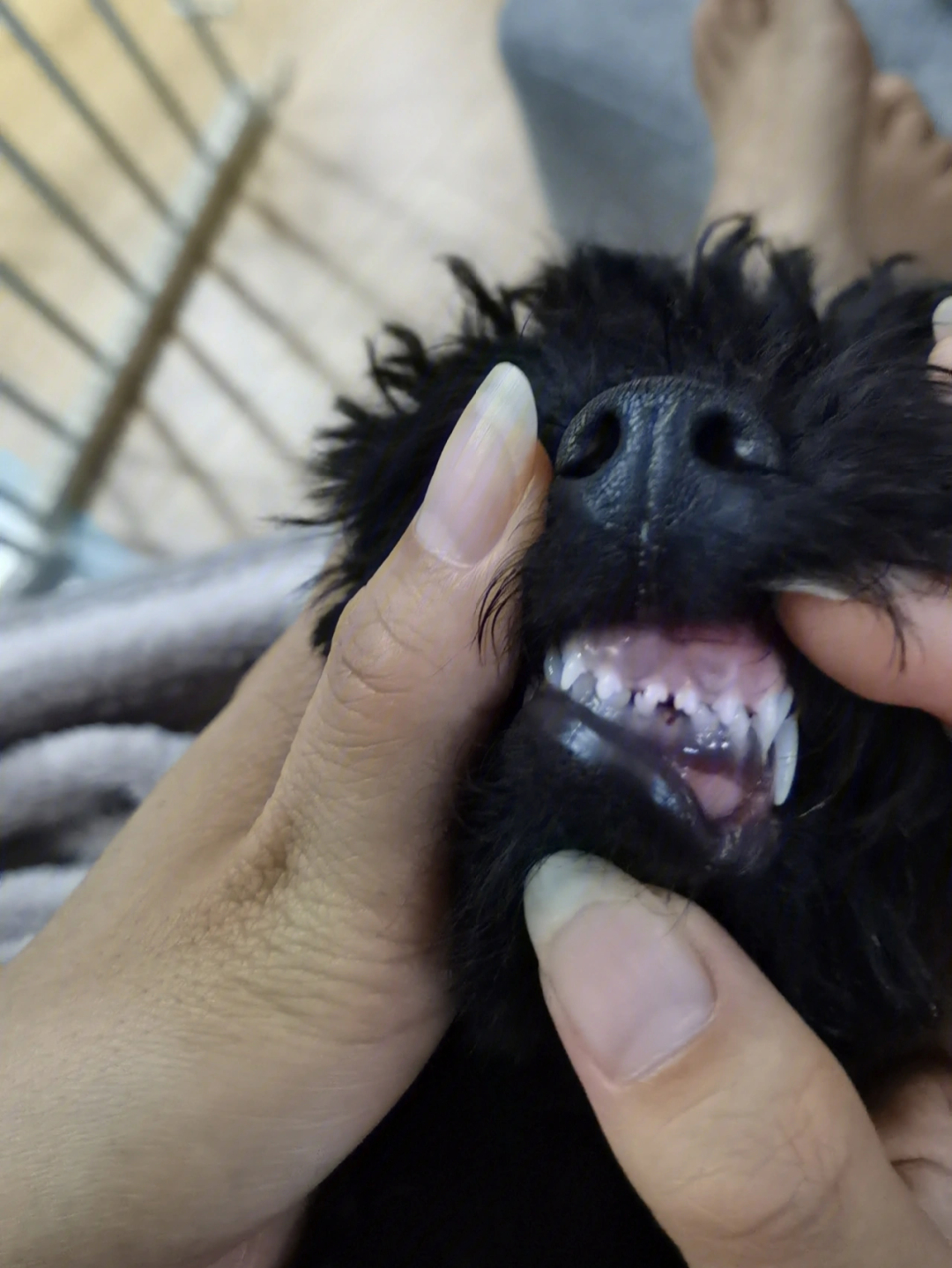 泰迪幼犬四十天牙齿图片