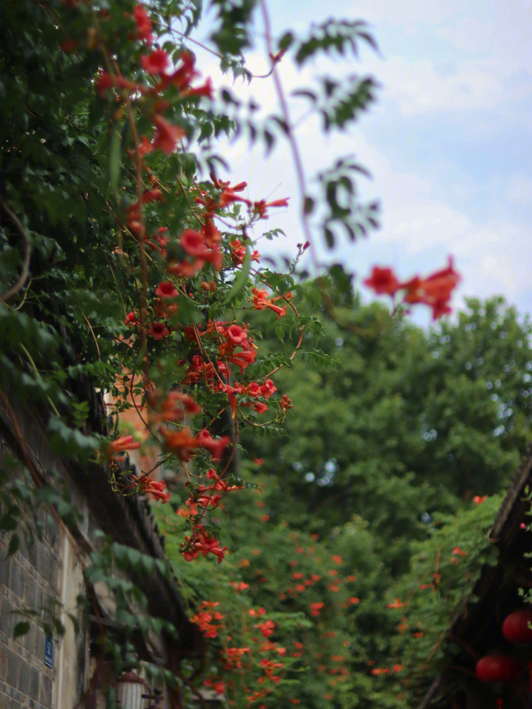 老门东凌霄花季