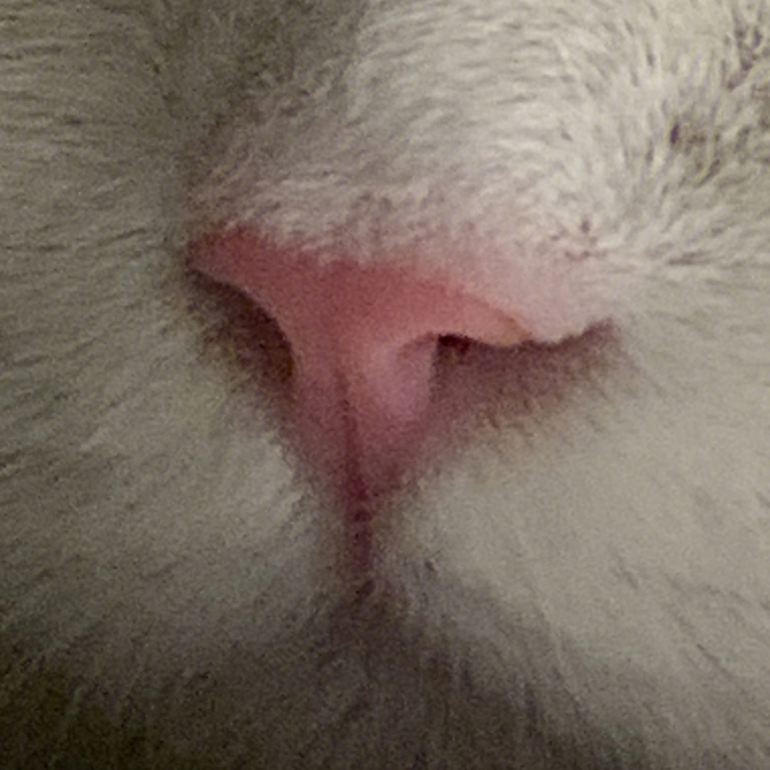 这是什么动物的鼻子