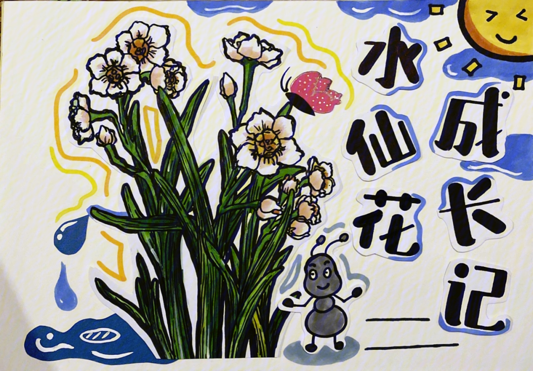 拼贴画水仙花的生长日记