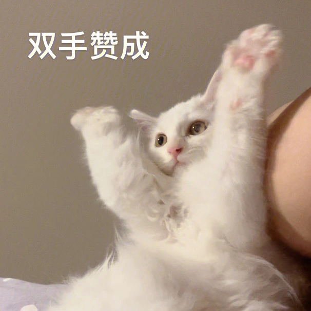 原来每只猫猫都是表情包达人